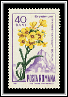 Erysimum Transsilvanicum