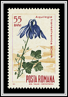 Columbine Transsilvanica