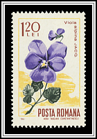 Viola Alpina