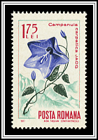 Campanula Carpatica
