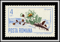 Dryas Octopetala