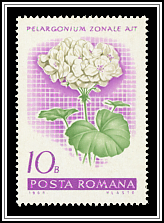 Geranium