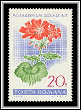 Geranium