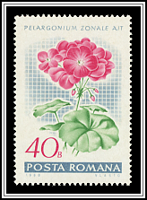 Geranium