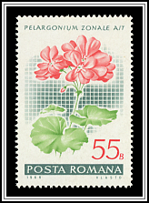 Geranium