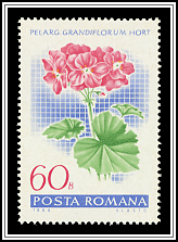 Geranium