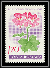 Geranium