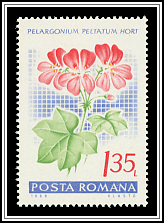 Geranium
