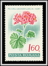 Geranium
