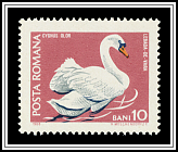 Cygnus Olor