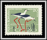 Himantopus Himantopus