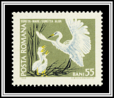 Egretta Alba