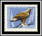 Aquila Chrysaetos