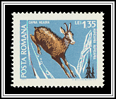 Rupicapra Rupicapra