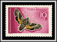 Proserpinus Proserpina
