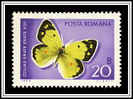 Colias Erate