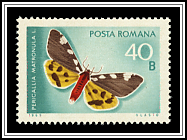 Pericallia Matronula