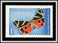 Euplagia Quadripunctaria