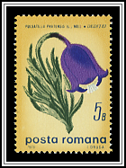 Pulsatilla Pratensis