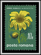 Adonis Vernalis