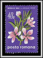 Amygdalus Nana