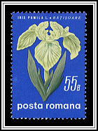 Iris Pumula