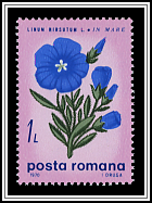 Linum Hirsutum