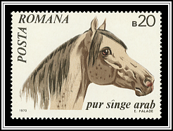 Arabian Thoroughbred