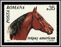 American Trotter