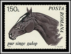 Thoroughbred