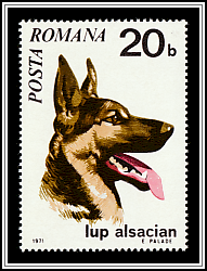 German Shepherd