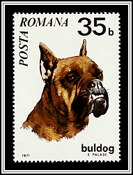 Bulldog