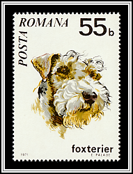 Fox Terrier