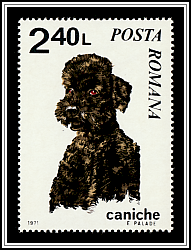 Poodle