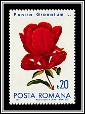 Pomegranate (Punica granatum)