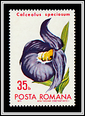 Slipperwort (Calceolus speciosum)