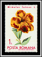 Yellow Monkey Flower (Mimulus luteus)