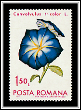 Dwarf Morning Glory (Convolvulus tricolor)