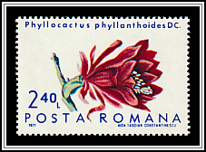 German Empress (Phyllocactus phyllanthoides)