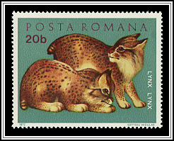 Felis Lynx