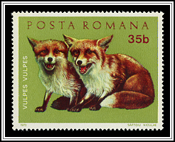 Red Fox