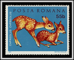 European Roe Deer