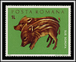 Wild Boar