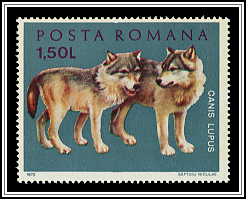 Grey Wolf