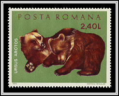 Eurasian Brown Bear