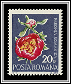 Paeonia Romanica