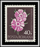 Dianthus Callizonus