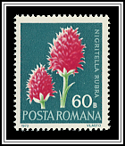 Nigritella Rubra