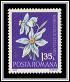 Narcissus Stellaris