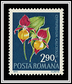 Cypripedium Calceolus